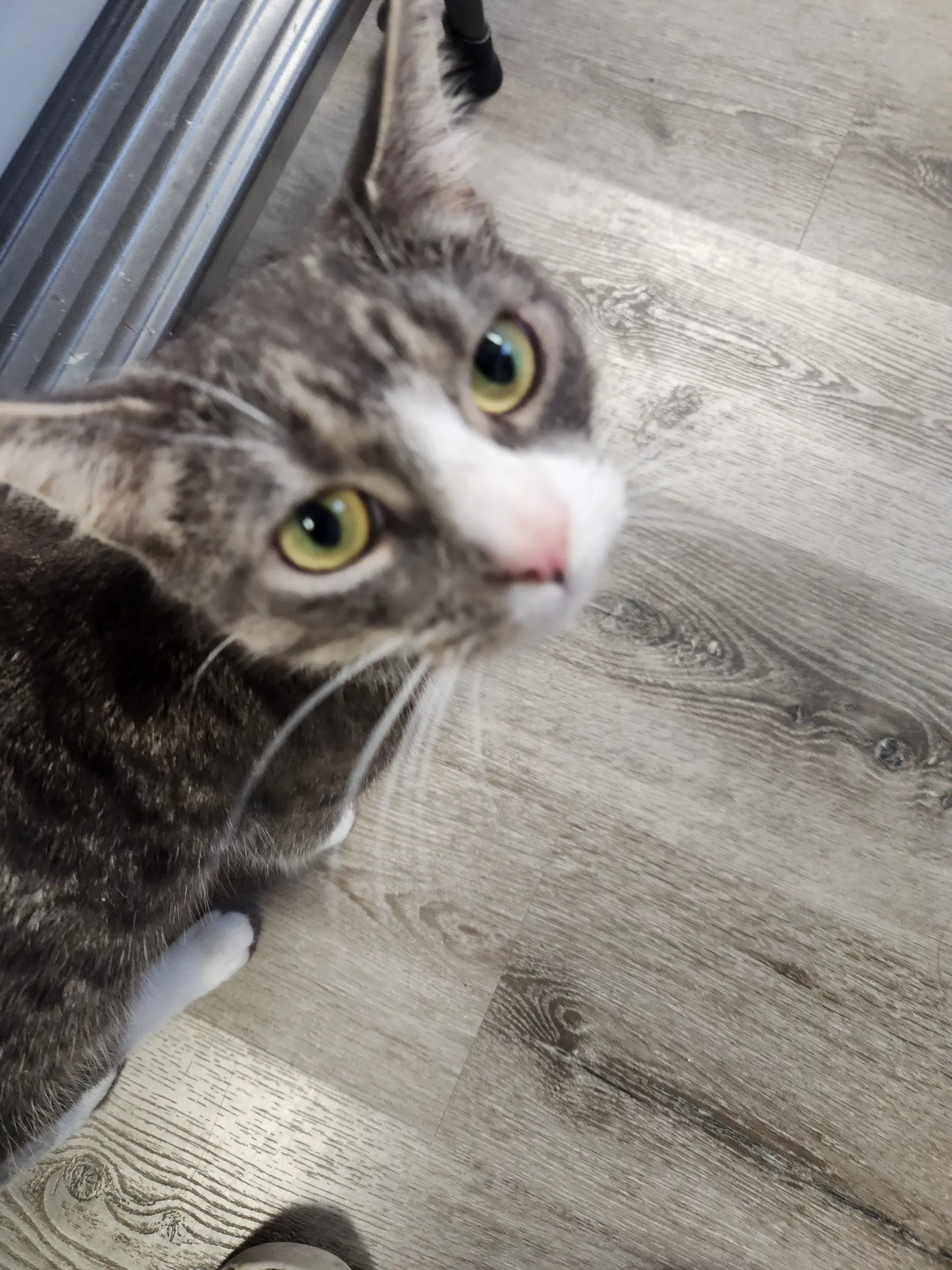 Abbie - Domestic Short Hair