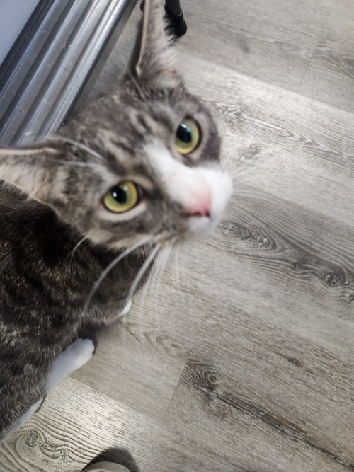 Abbie, Young Domestic Short Hair (short coat), cat for adoption in New Rochelle, New York