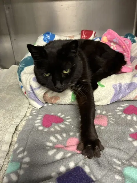 Queenie - Domestic Short Hair