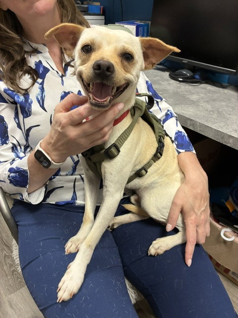 Edgar, an adoptable Chihuahua in Stanhope, NJ