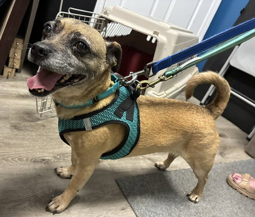 Benjamin, an adoptable Pug in Stanhope, NJ