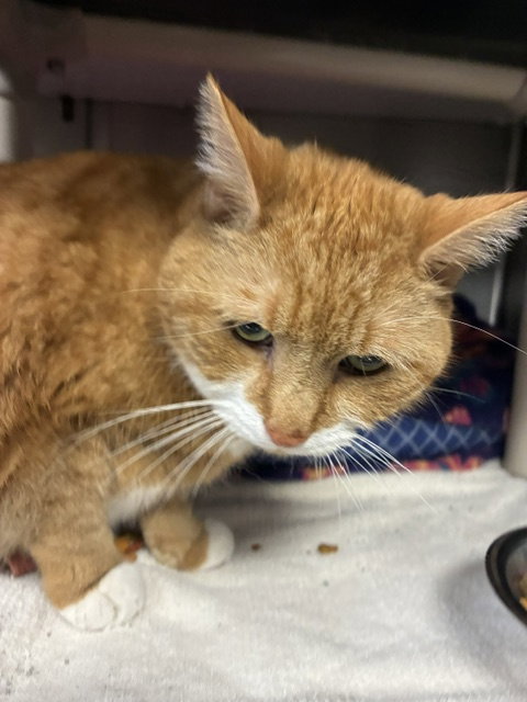 Tork, Senior Domestic Long Hair (long coat), cat for adoption in New Brunswick, New Jersey