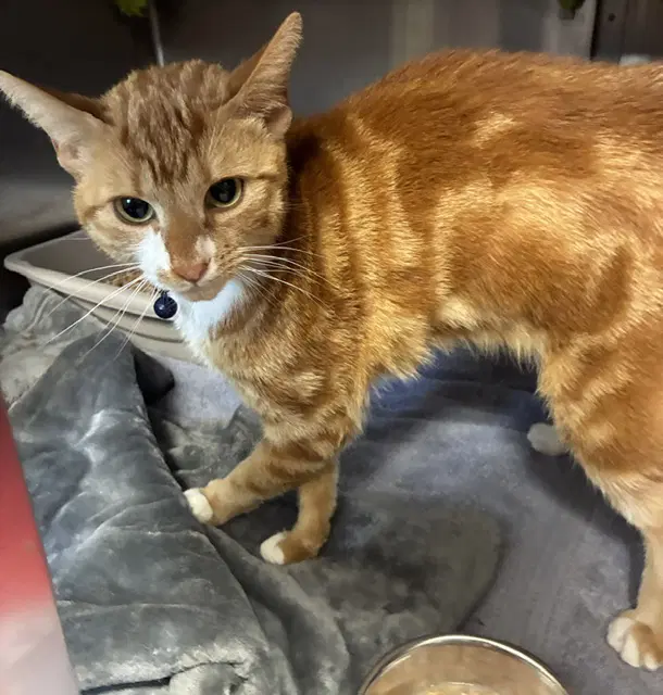Phenyx - Domestic Short Hair