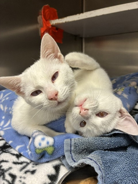 Olaf & Bianca, Siamese / Mixed (short coat), cat for adoption in Passaic, New Jersey