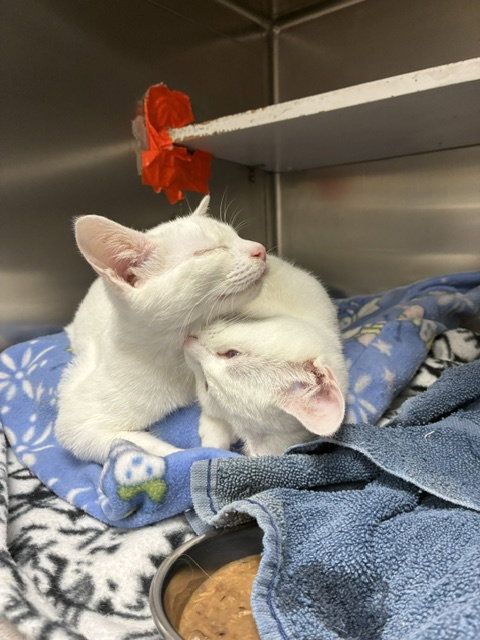 Olaf & Bianca