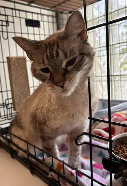 Sophie - Siamese