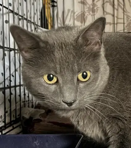 Shayna - Russian Blue