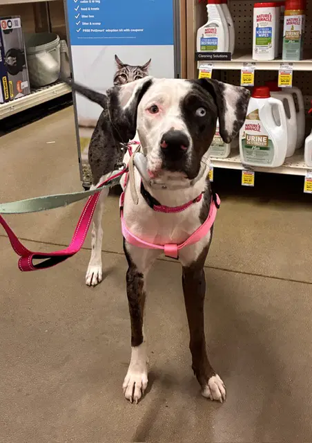 Nova - Catahoula Leopard Dog