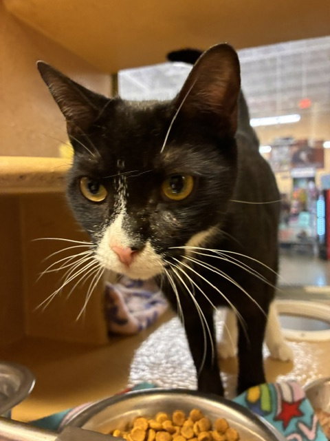picture of the cat needing adoption