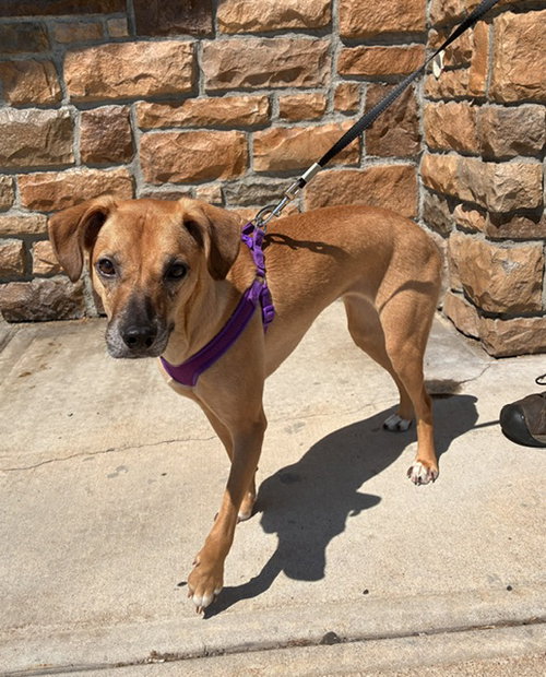 picture of the dog needing adoption