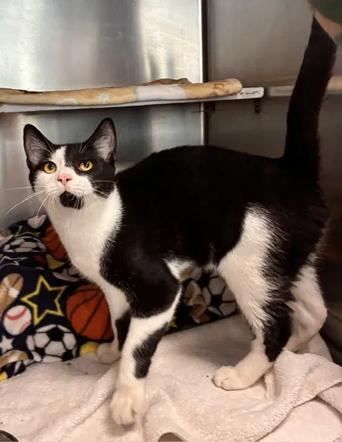 Chunky - Domestic Short Hair