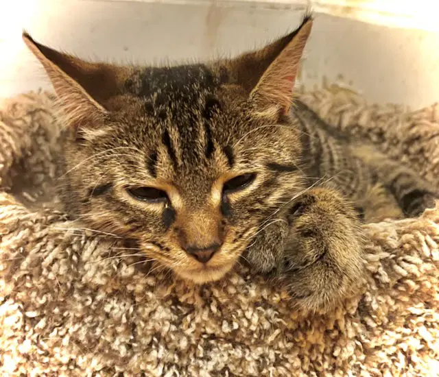 Bert And Ernie - Domestic Short Hair