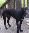 adoptable Dog in slidell, LA named Bayou