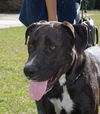 adoptable Dog in Slidell, LA named Peter