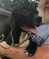 adoptable Dog in slidell, LA named Checkers