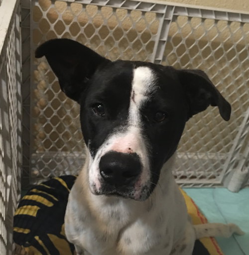 FRECKLES - Labrador Retriever / Hound available for adoption