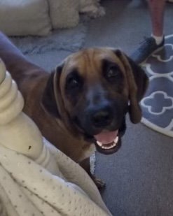 adoptable Dog in Slidell, LA named Duke (Clampett)