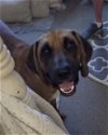adoptable Dog in slidell, LA named Duke (Clampett)