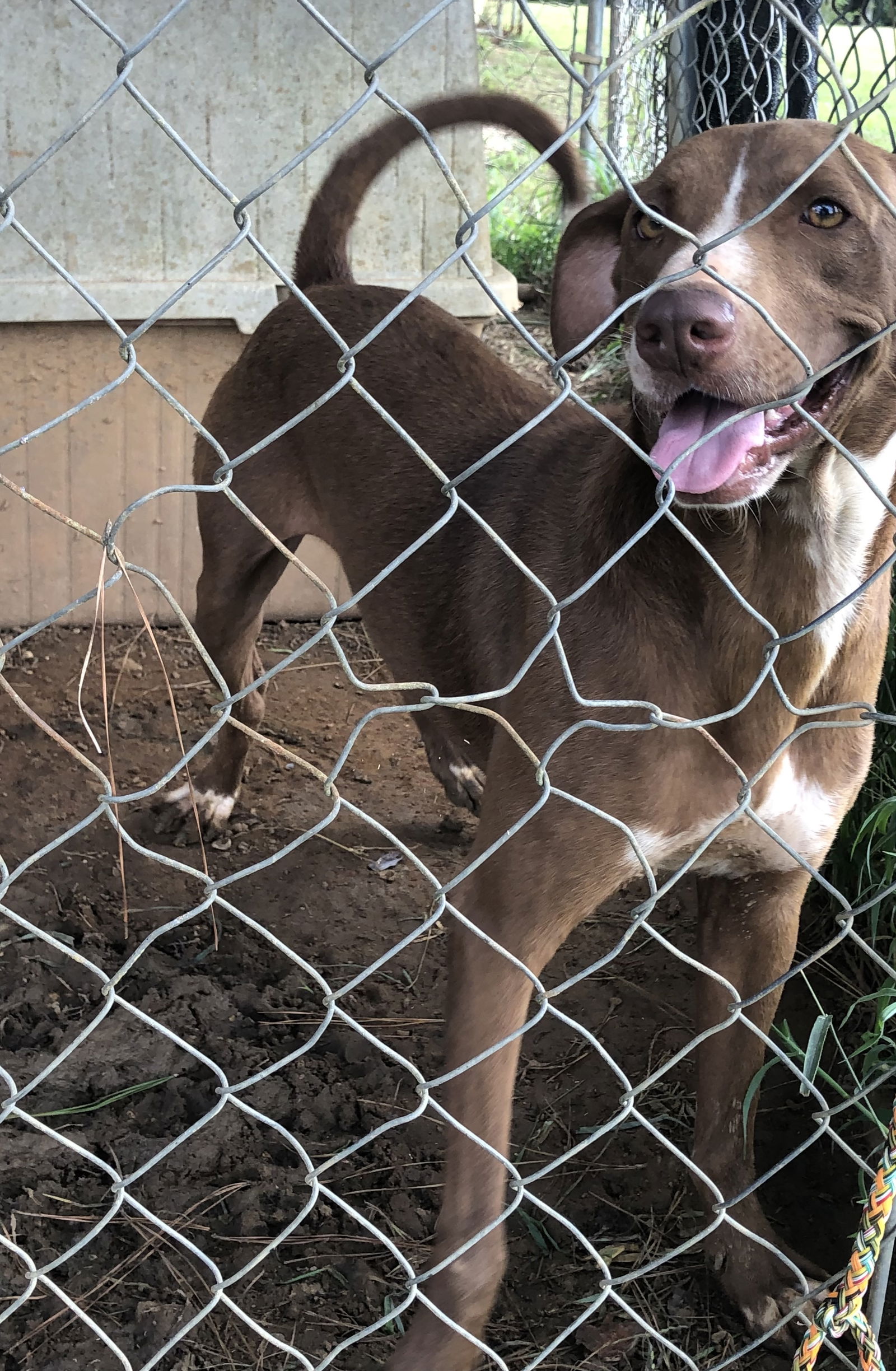 dog-for-adoption-goober-a-labrador-retriever-in-spanish-fort-al