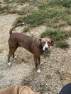 adoptable Dog in , LA named Goober