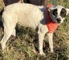 adoptable Dog in slidell, LA named Betty White