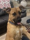 adoptable Dog in slidell, LA named Bonnie