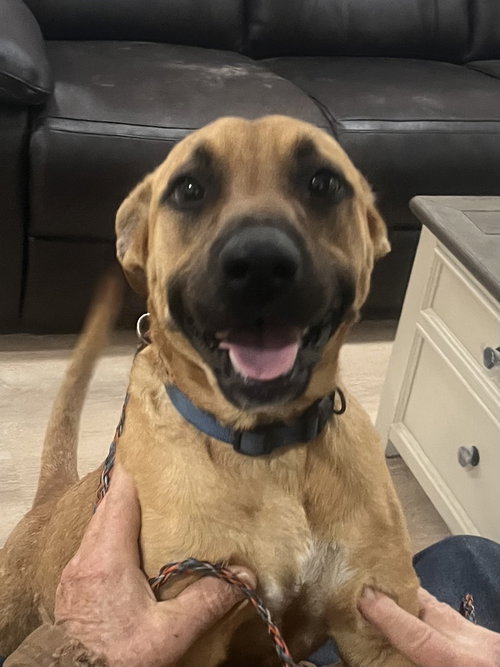 BONNIE - Black Mouth Cur / Boxer available for adoption