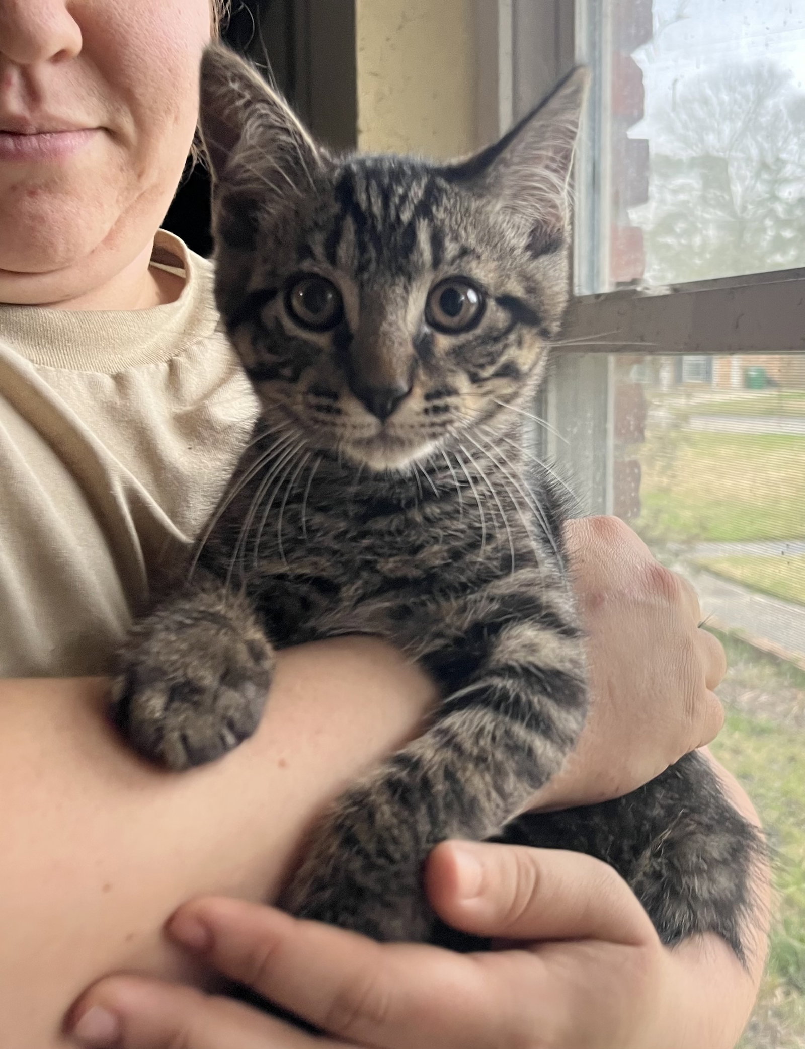 Cats for Adoption in Kiln, Mississippi Alpha Paw