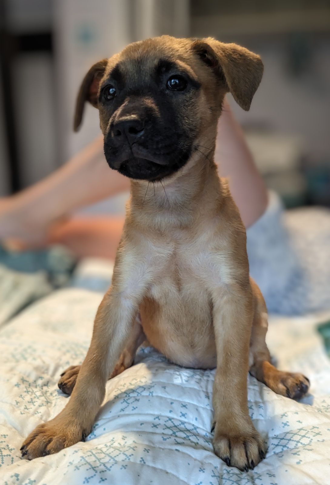 Dog For Adoption Magnolia A Black Mouth Cur In Hammond La Alpha Paw