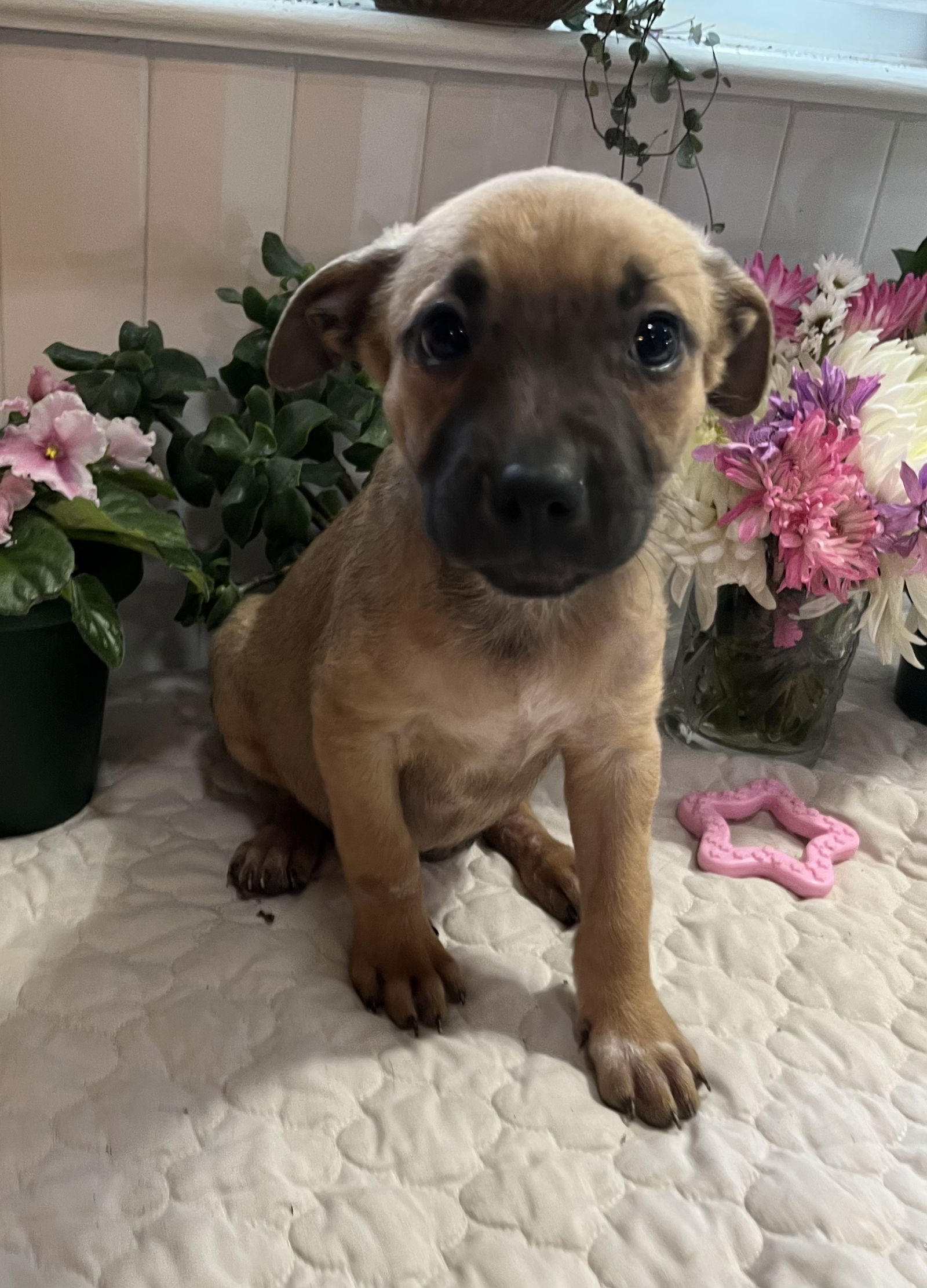 Dog for Adoption - Blossom, a Black Mouth Cur in Hammond, LA | Alpha Paw