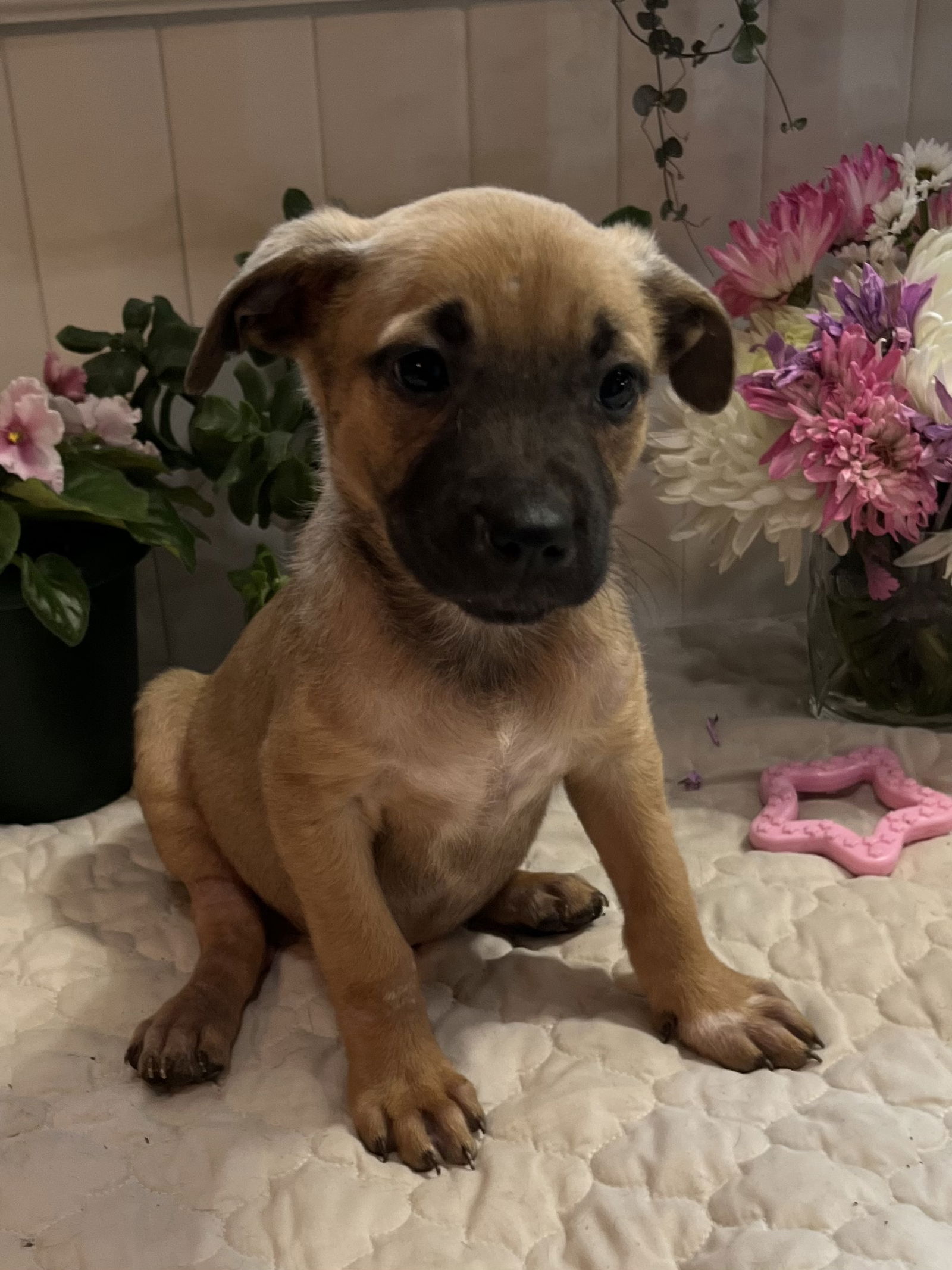 dog-for-adoption-blossom-a-black-mouth-cur-in-mandeville-la-alpha-paw