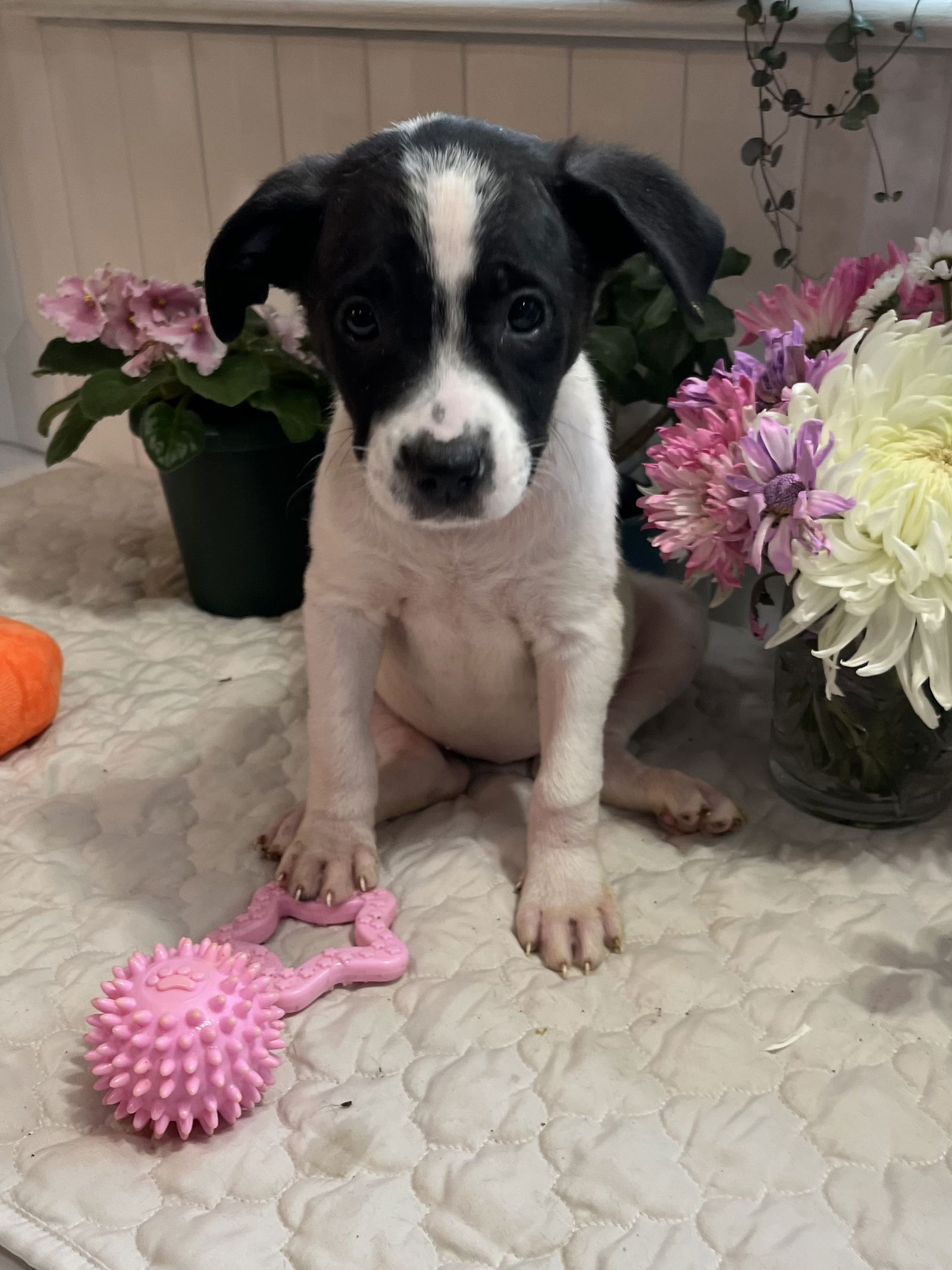 Dog for Adoption - Jasmine, a Rat Terrier in Poplarville, MS | Alpha Paw