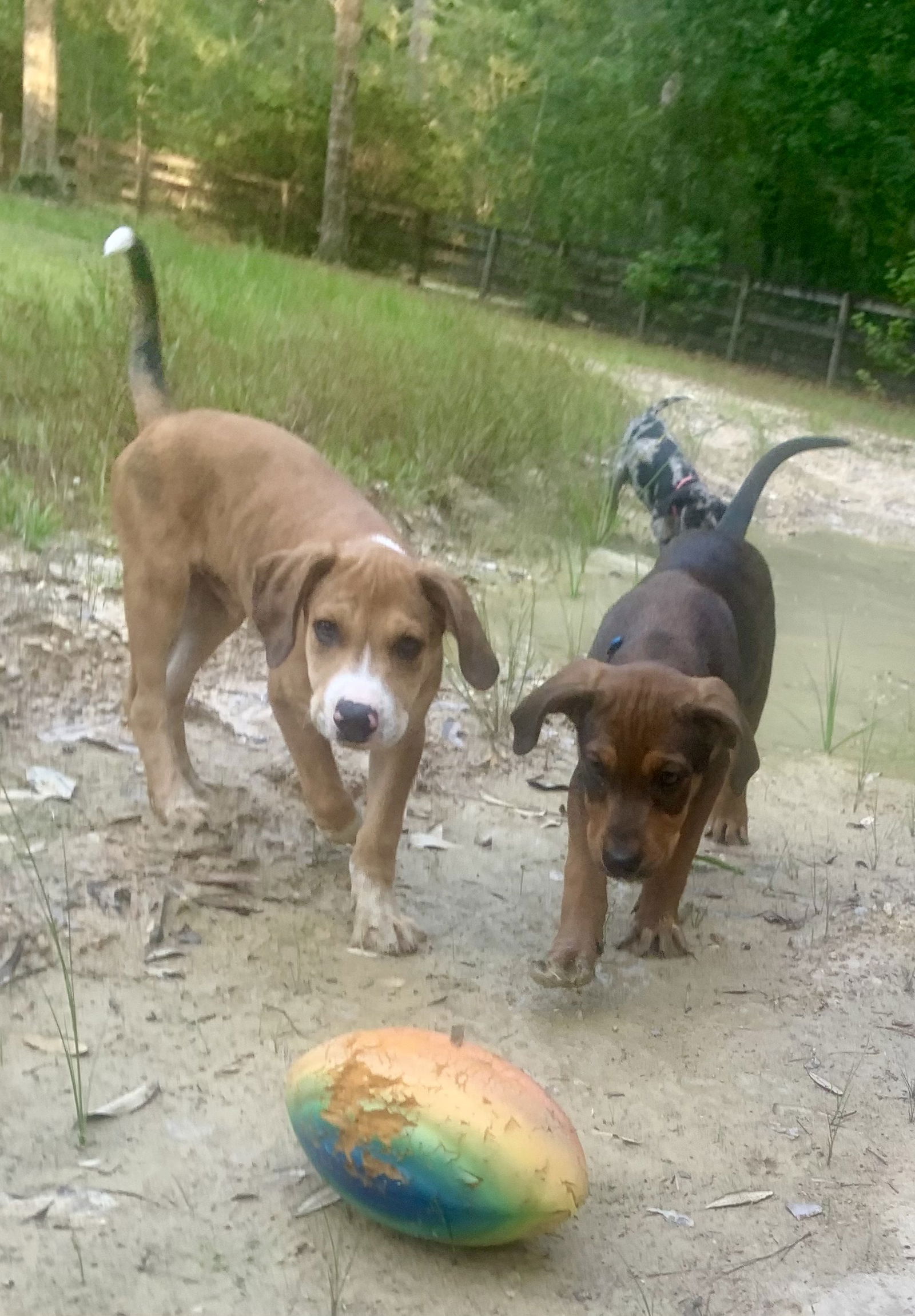 Dog for Adoption - Sebastian, a Catahoula Leopard Dog in Saucier, MS ...