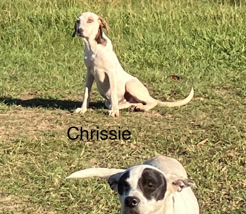 adoptable Dog in Slidell, LA named chrissie