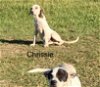 adoptable Dog in slidell, LA named chrissie