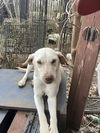 adoptable Dog in  named Hutch