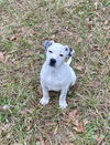 adoptable Dog in  named Domino