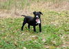 adoptable Dog in  named Billie