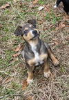 adoptable Dog in  named Nora