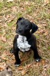 adoptable Dog in  named Pepper