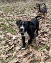 adoptable Dog in  named Ollie