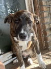 adoptable Dog in  named Happy