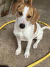 adoptable Dog in  named Sleepy