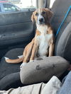 adoptable Dog in  named Doc