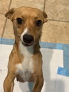adoptable Dog in  named Delilah