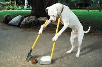 A Perfect Dog.