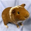 adoptable Guinea Pig in , MA named DREW