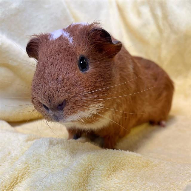 adoptable Guinea Pig in Boston, MA named DREW