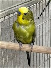 adoptable Bird in , MA named RAINBOW DASH