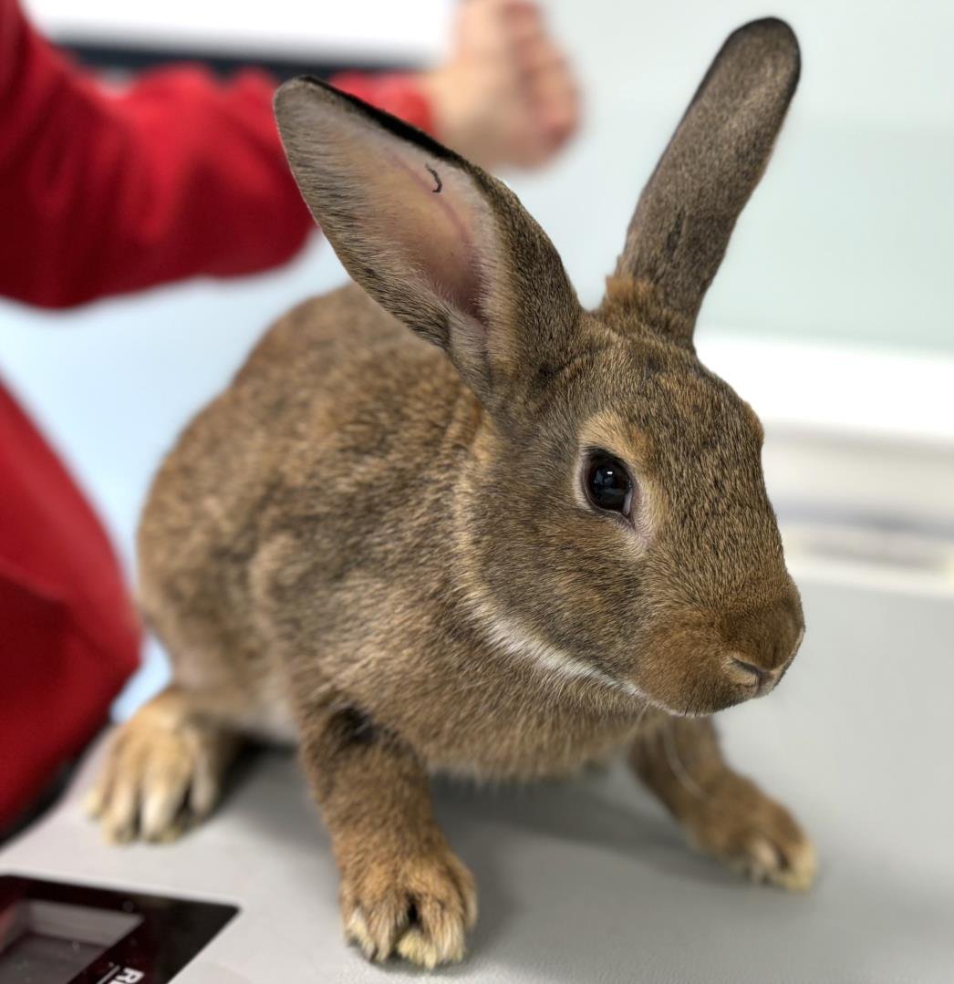 adoptable Rabbit in Boston, MA named PERSIL
